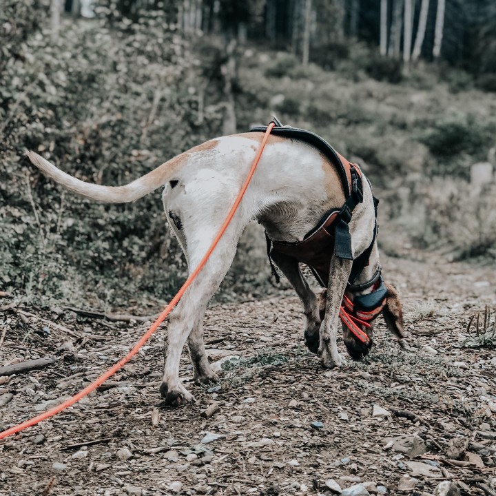 TRACKER ARTEMIS