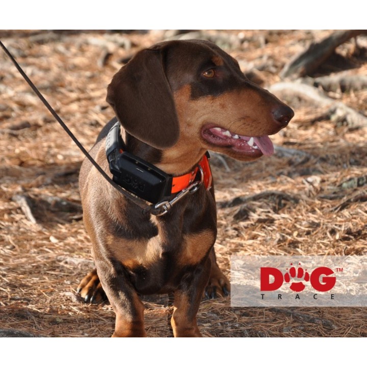 x30-dogtrace-app-gps-satellitare-radio-localizatore-cani-caccia-ferma-seguita